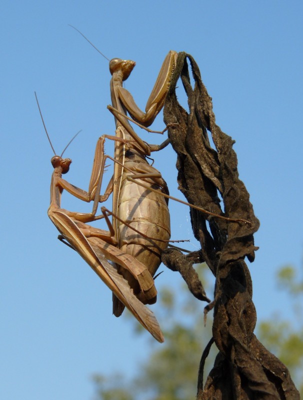 mantide religiosa accoppiamento